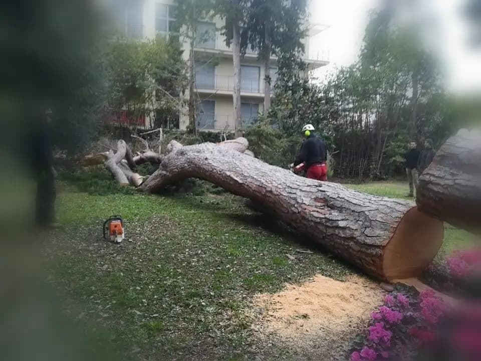 Élagage